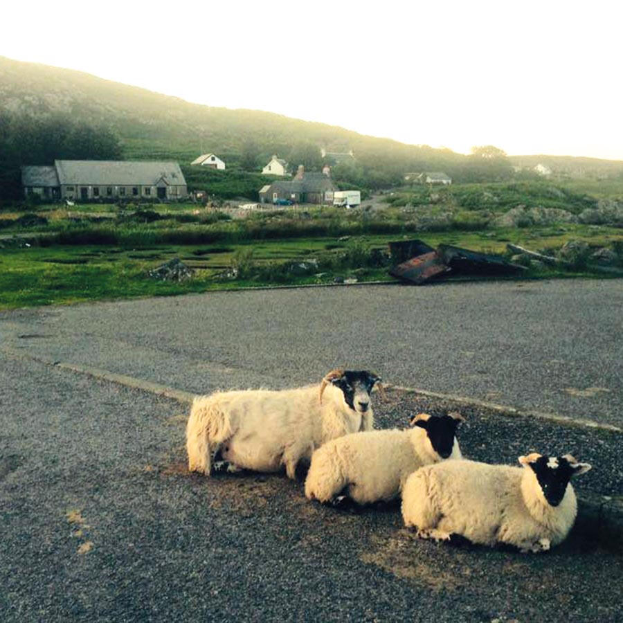 Sheep by the Village Hall